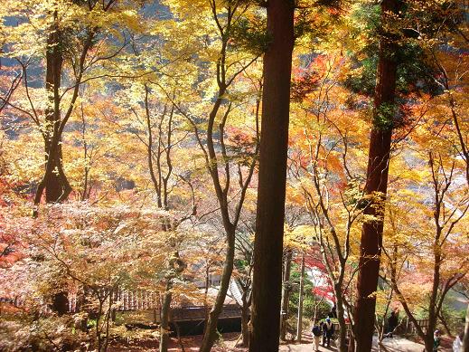 香嵐渓の紅葉もみじ