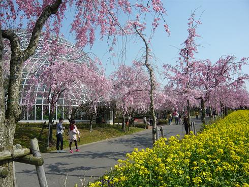 東谷山フルーツパークのしだれ桜と菜の花