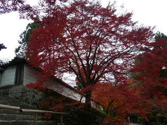 曼殊院の紅葉