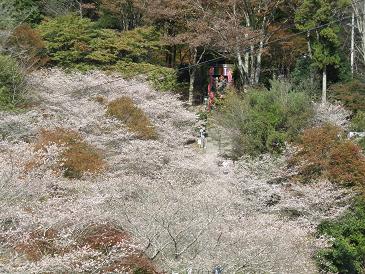 川見四季桜　川見薬師寺