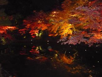 高台寺の紅葉。ライトアップ。