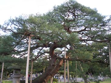 金沢兼六園 唐崎松 前田利常