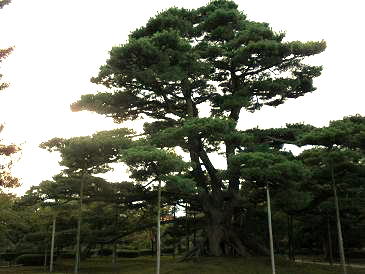 金沢兼六園 根上松 前田利常