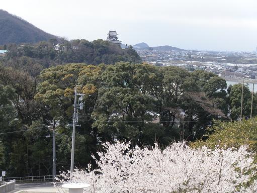 犬山成田山の桜