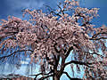 円山公園の桜