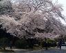 醍醐寺の桜