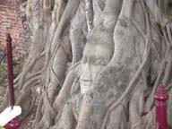 ワット・プラ・マハタートの木に埋まった仏頭