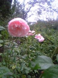 ROSE　GARDEN