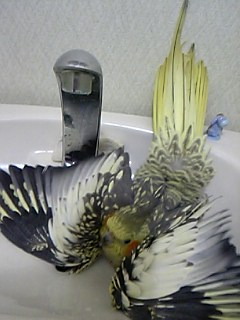 水浴び３
