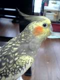 ももたん