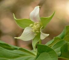 シロバナエンレイソウ