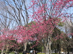 uenosakura