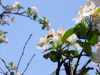 リンゴの木の花　ハチさん