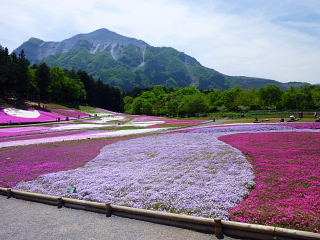 芝桜　全体