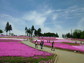 芝桜　全体2