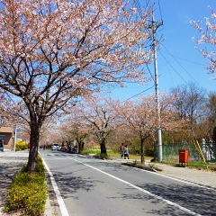 長瀞の桜2