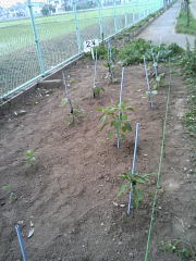 学校の野菜はたけ