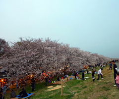 熊谷さくら堤