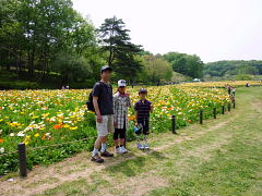 森林公園ポピー