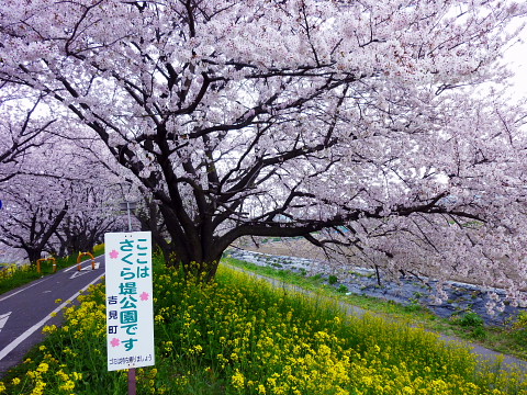 さくら堤公園