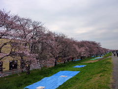 2010桜堤