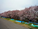 2009年　荒川桜堤