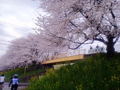 さくら　看板