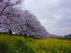 さくらと菜の花