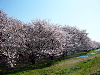 2008桜堤