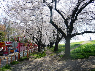 2008桜堤2