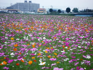 コスモス園