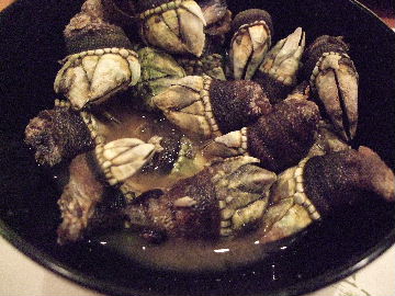 081108亀の手ヒオウギカイシャコ 013.jpg