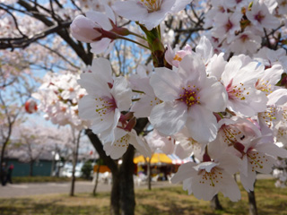 2009　桜2.JPG