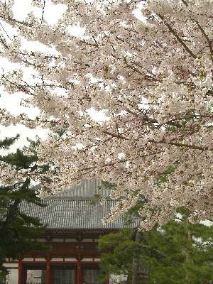 100 中門と桜