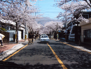 桜祭り.gif