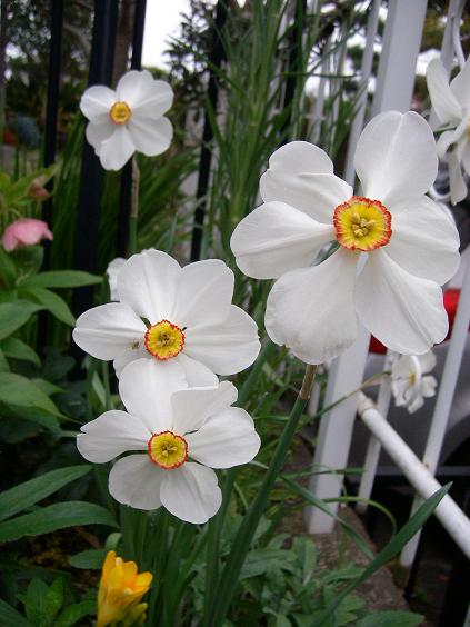 口紅水仙 花 花 日記 楽天ブログ