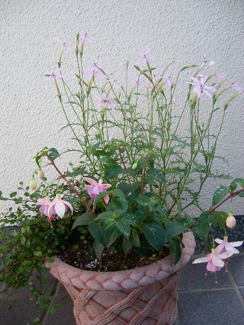 フクシアの寄せ植え 花 花 日記 楽天ブログ フクシアの寄せ植え 花 花 日記 楽天ブログ