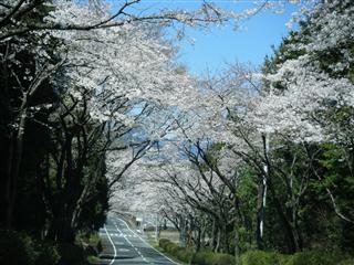 大石寺の桜の回廊