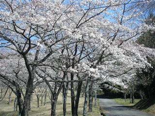 大石寺の桜