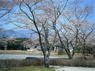 大石寺の桜