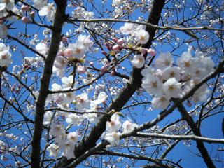 大石寺の桜