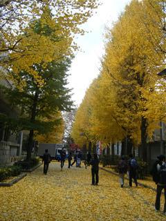 上野公園の銀杏並木