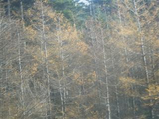 富士山の落葉松の黄葉