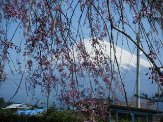 枝垂桜ごしの富士山