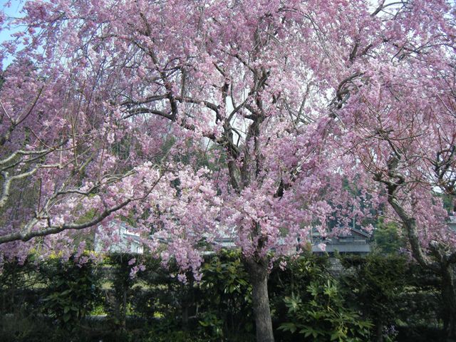 枝垂桜２００９