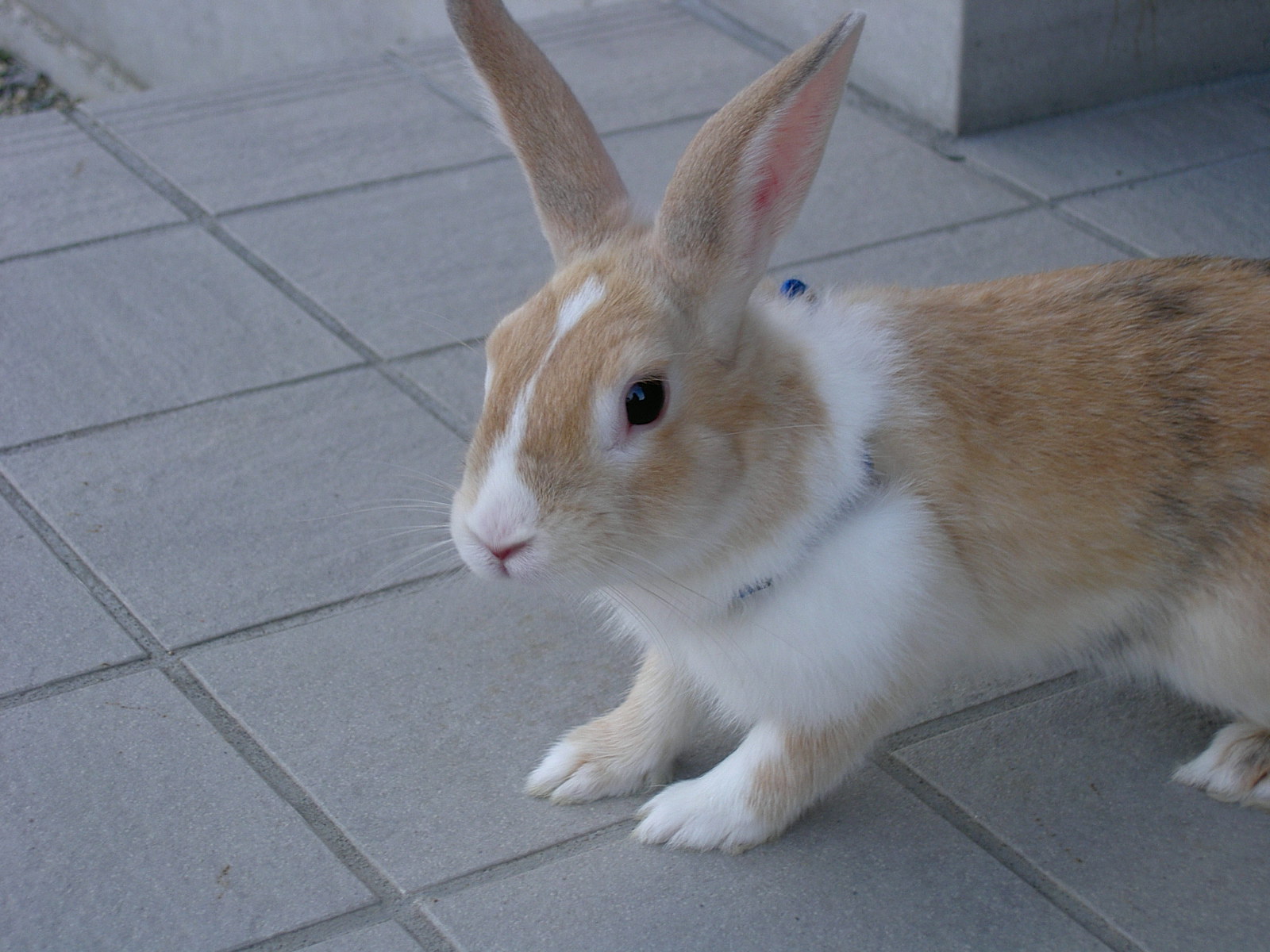 でちゃうよ～♪