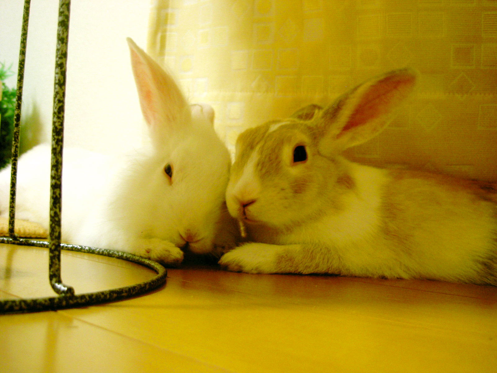 ありがとなのね♪