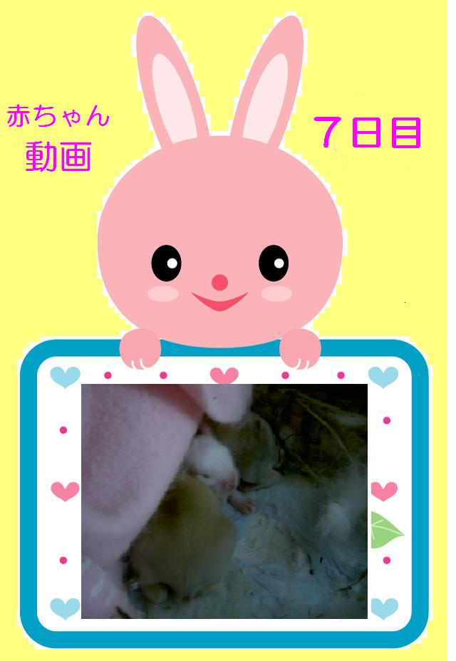 赤ちゃん７日目