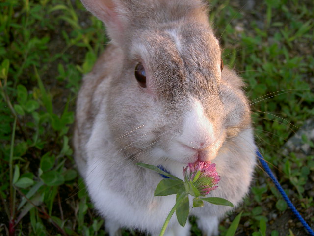 食べんのかい！