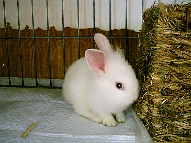 はじめまして♪みるく